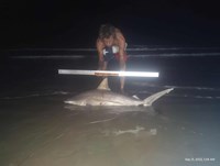 Shark at the Moon - Erik Schneider