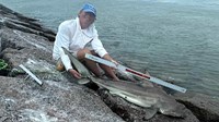 Sharkaholics - David Crain