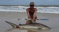Sharkaholics - David Crain
