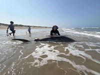 South Texas Shark Stewards - Marteen  Guardiola 