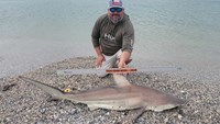 Sharkaholics - Eric Lane