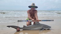 Sharkaholics - David Crain