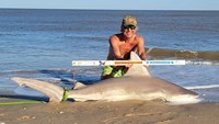 Sharkaholics - David Crain