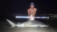 Sharkaholics - David Crain