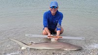 Sharkaholics - David Crain
