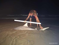 Shark at the Moon - Erik Schneider