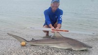 Sharkaholics - David Crain