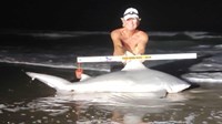 Sharkaholics - David Crain