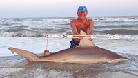 Sharkaholics - David Crain