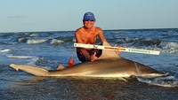 Sharkaholics - David Crain