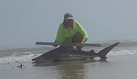 Team Breakaway  - Carol  Cox