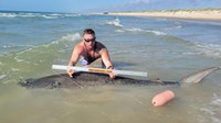 Sharkaholics - Robert Wayne Barnes
