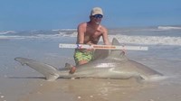 Sharkaholics - David Crain