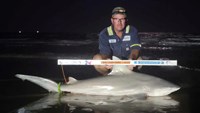 Sharkaholics - Shane Belair
