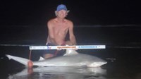 Sharkaholics - David Crain