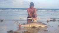 Sharkaholics - David Crain