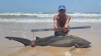 Sharkaholics - David Crain