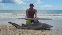 Sharkaholics - David Crain