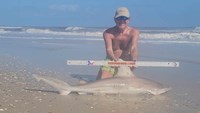 Sharkaholics - David Crain