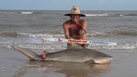 Sharkaholics - David Crain