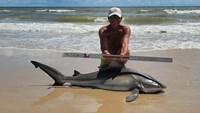 Sharkaholics - David Crain