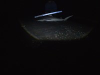 South Texas Shark Stewards - ROME Fuentes