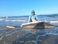 South Texas Shark Stewards - Pedro Elizalde 
