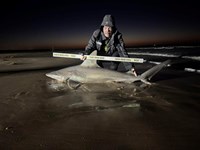 Shark at the Moon - Nick Fuller