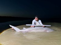 Sharkaholics - Robert Wayne Barnes