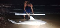 Shark at the Moon - Erik Schneider