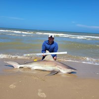 South Texas Shark Stewards - ROME Fuentes