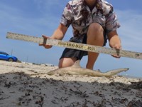 Up Coast Sharkers - Trenton Williams