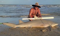 Sharkaholics - Shane Belaire